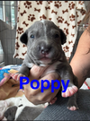 Poppy