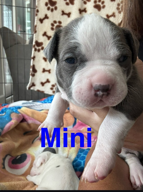 picture of the dog needing adoption