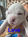 Love-Muffin