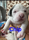 Chocolate- Chip Muffin