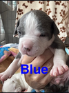 Blueberry- Muffin
