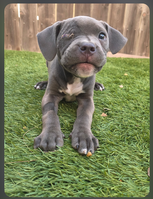 picture of the dog needing adoption
