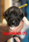 Sundae's Sprinkles-  Sprinkles