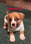 Sundae's Sprinkles- Peanut