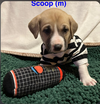 Sundae's Sprinkles- Scoop