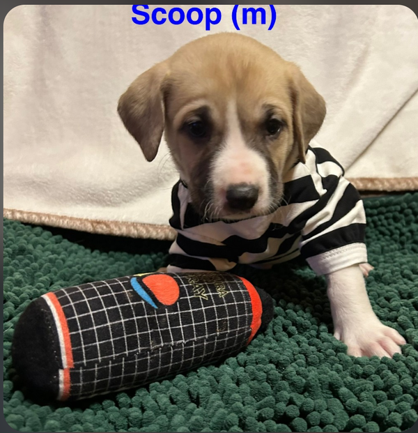 Sundae's Sprinkles- Scoop