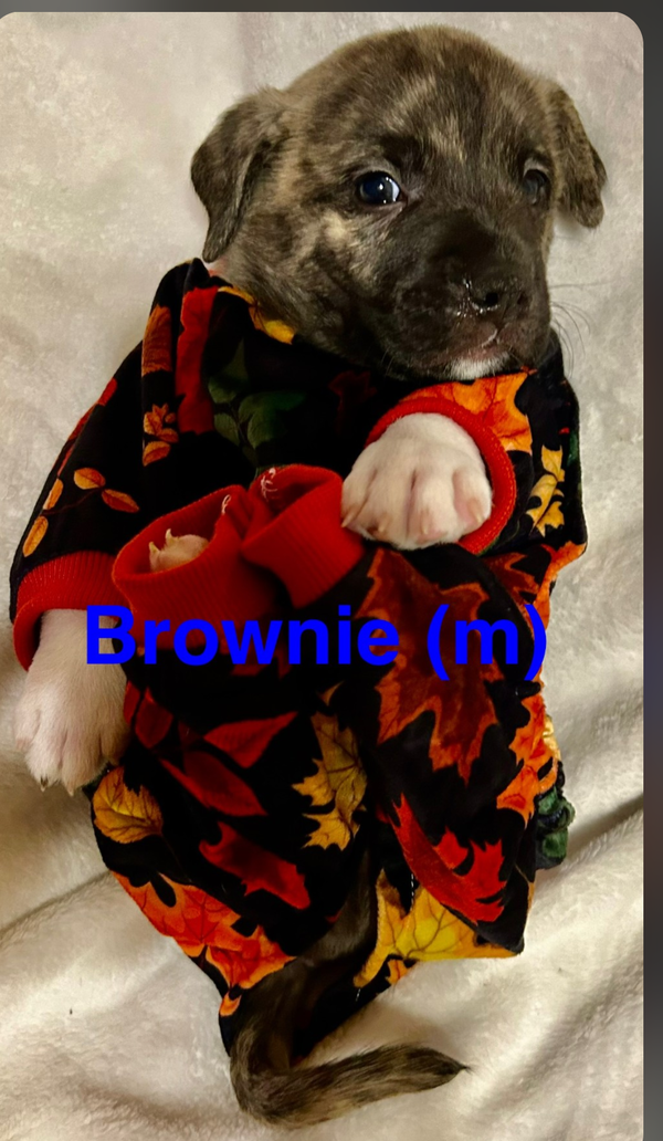 Sundae's Sprinkles- Brownie