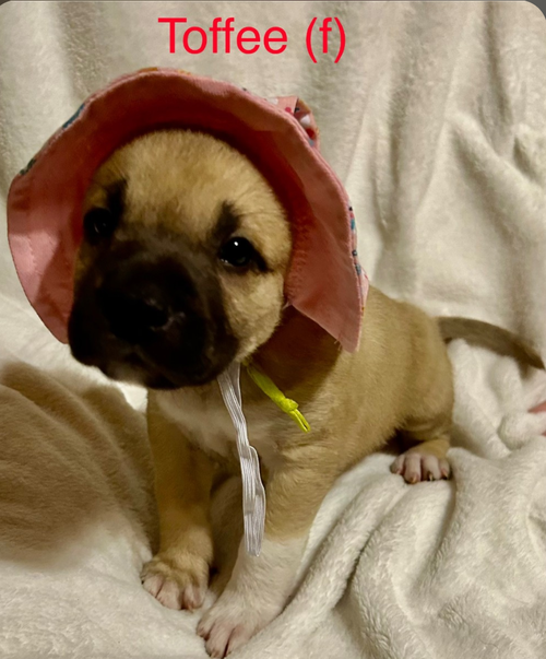 picture of the dog needing adoption