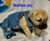 Sundae's Sprinkles- Waffles