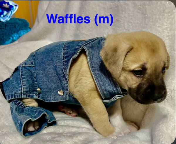 Sundae's Sprinkles- Waffles