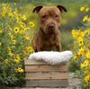 Dozer