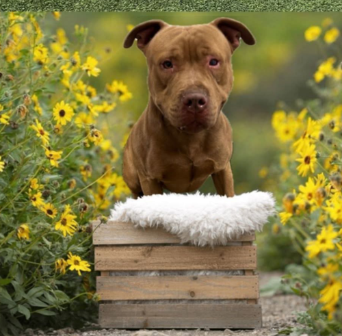 Dozer