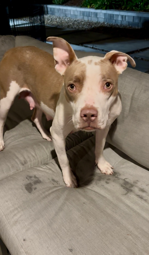 GABBY - American Staffordshire Terrier available for adoption