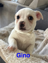 Gino