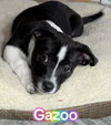 Gazoo