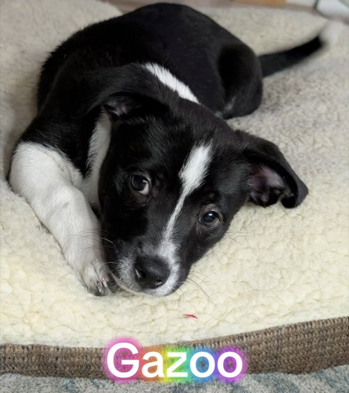 GAZOO - Unknown available for adoption
