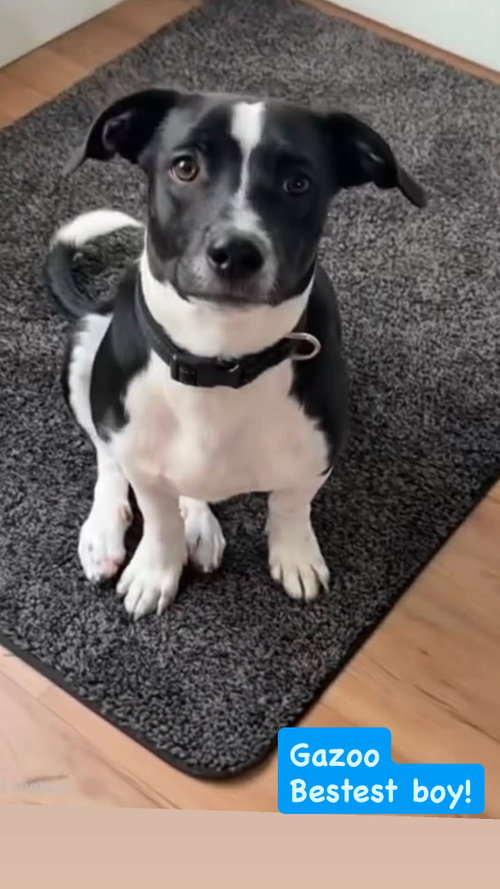 Gazoo, an adoptable Unknown breed in San Diego, CA