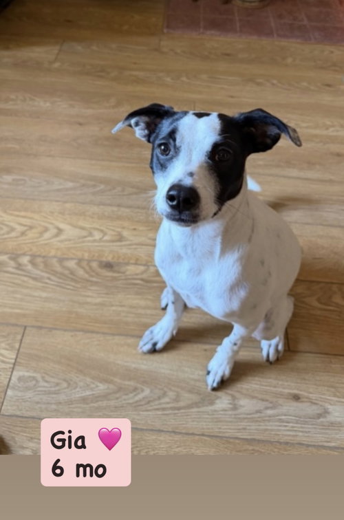 Gia, an adoptable Unknown breed in San Diego, CA