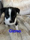 Gizmo