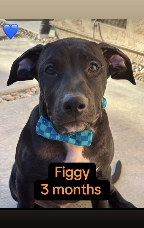 TALLULAH’S TINSELS - FIGGY - American Staffordshire Terrier available for adoption