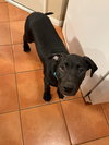 Tallulah’s Tinsels - Figgy - Photo 12