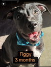 Tallulah’s Tinsels - Figgy - Photo 13