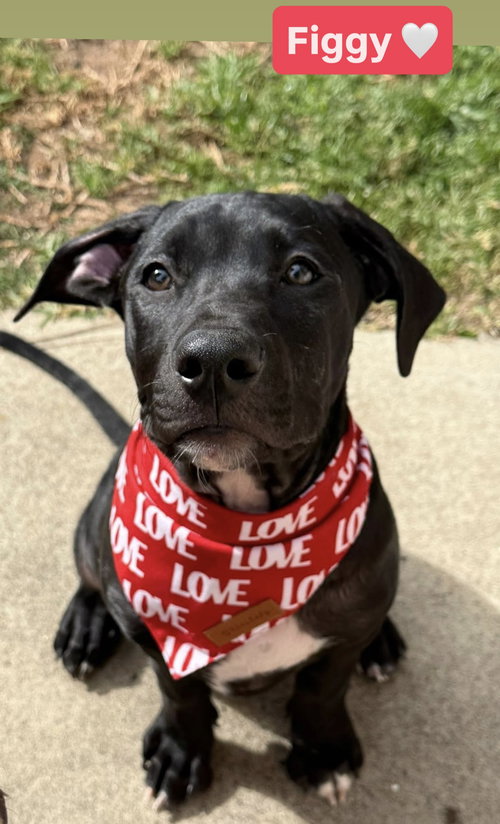 TALLULAH’S TINSELS - FIGGY - American Staffordshire Terrier available for adoption