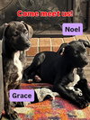 Tallulah’s Tinsels - Grace
