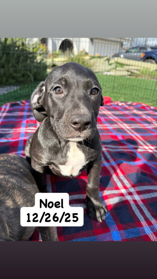 TALLULAH’S TINSELS - NOEL - American Staffordshire Terrier available for adoption