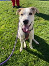 Oreo  **Facilitated Adoption**