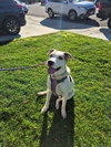 Oreo  **Facilitated Adoption**