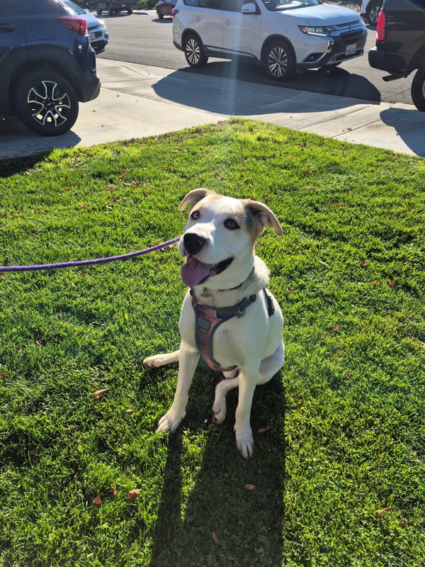 Oreo  **Facilitated Adoption**