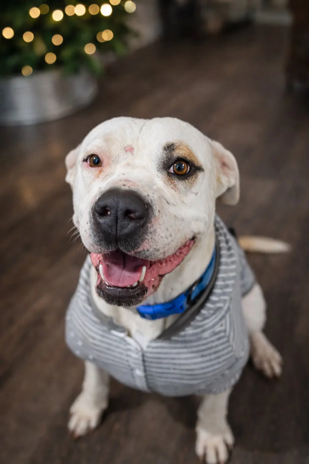 Cane Courtesy Listing - American Staffordshire Terrier