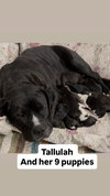 Tallulah