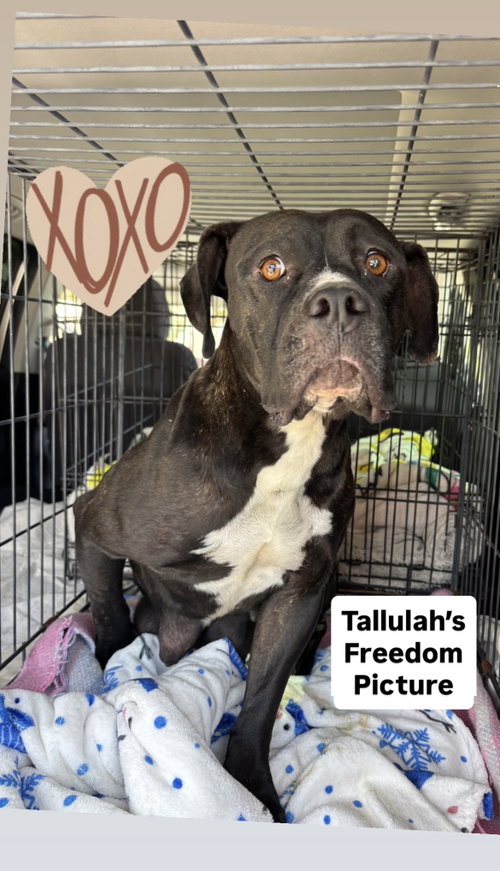 Tallulah photo 5