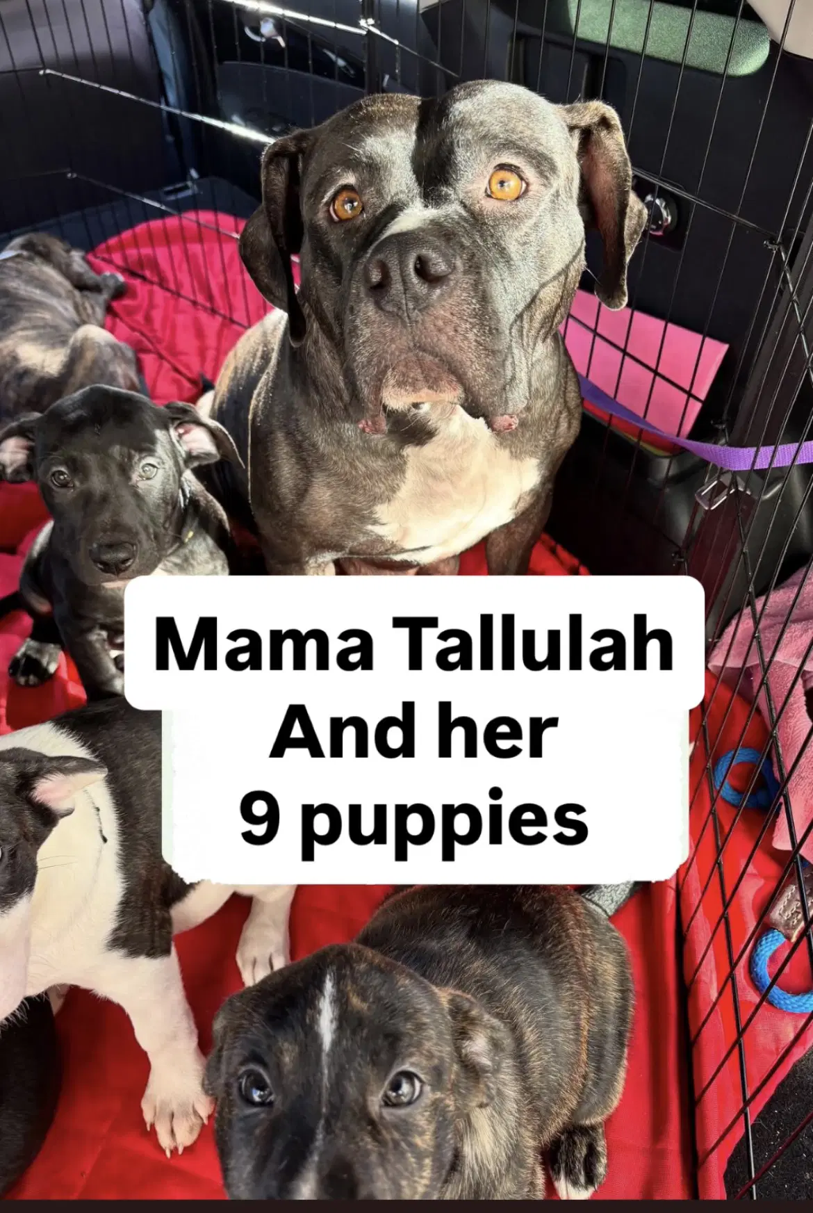 Tallulah image 4