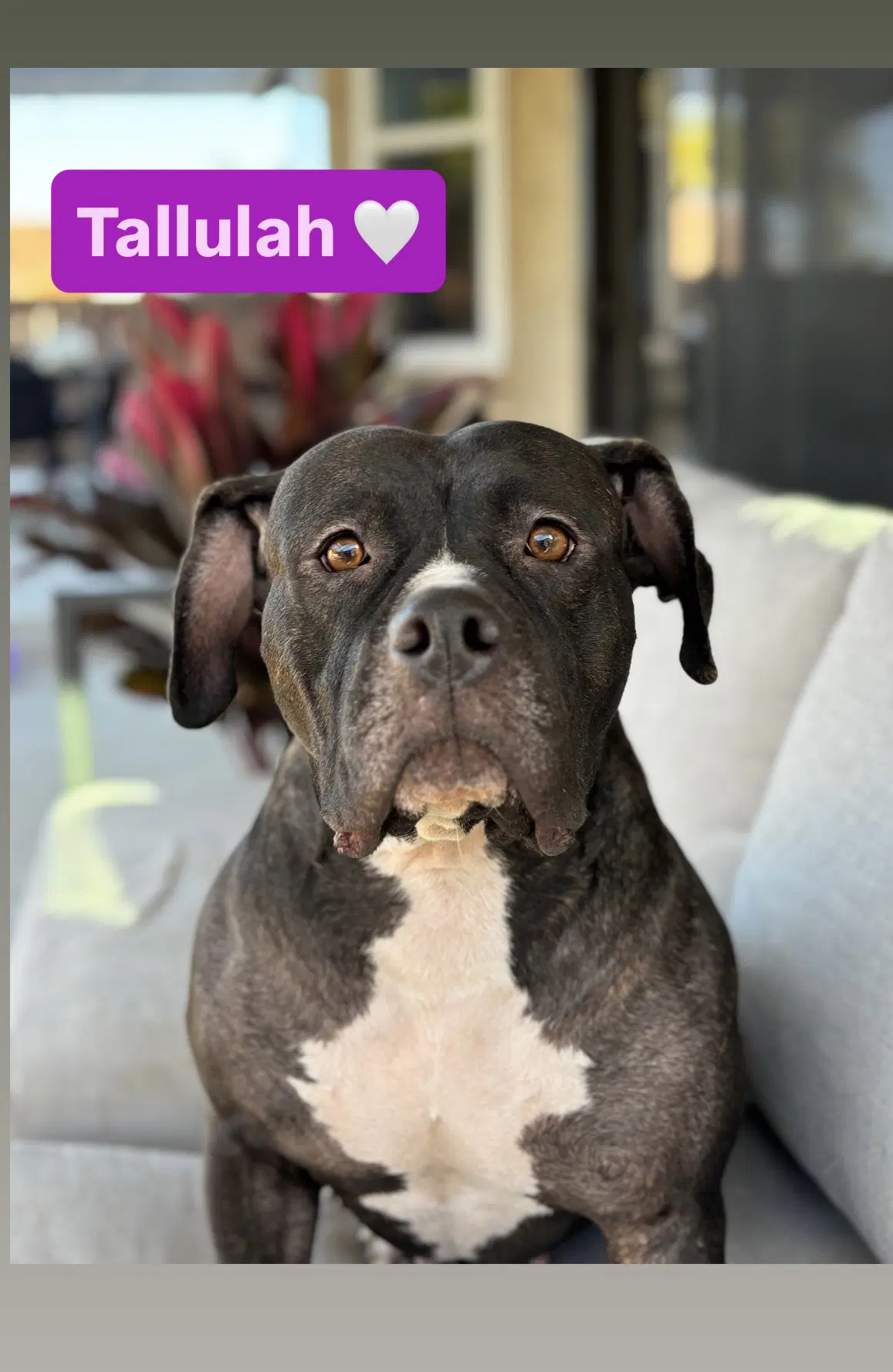 Tallulah - American Staffordshire Terrier