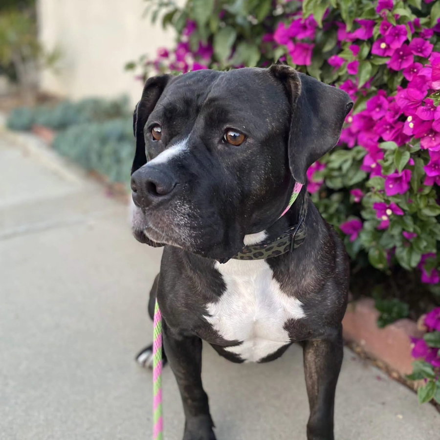 Tallulah