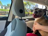 Honey Bear