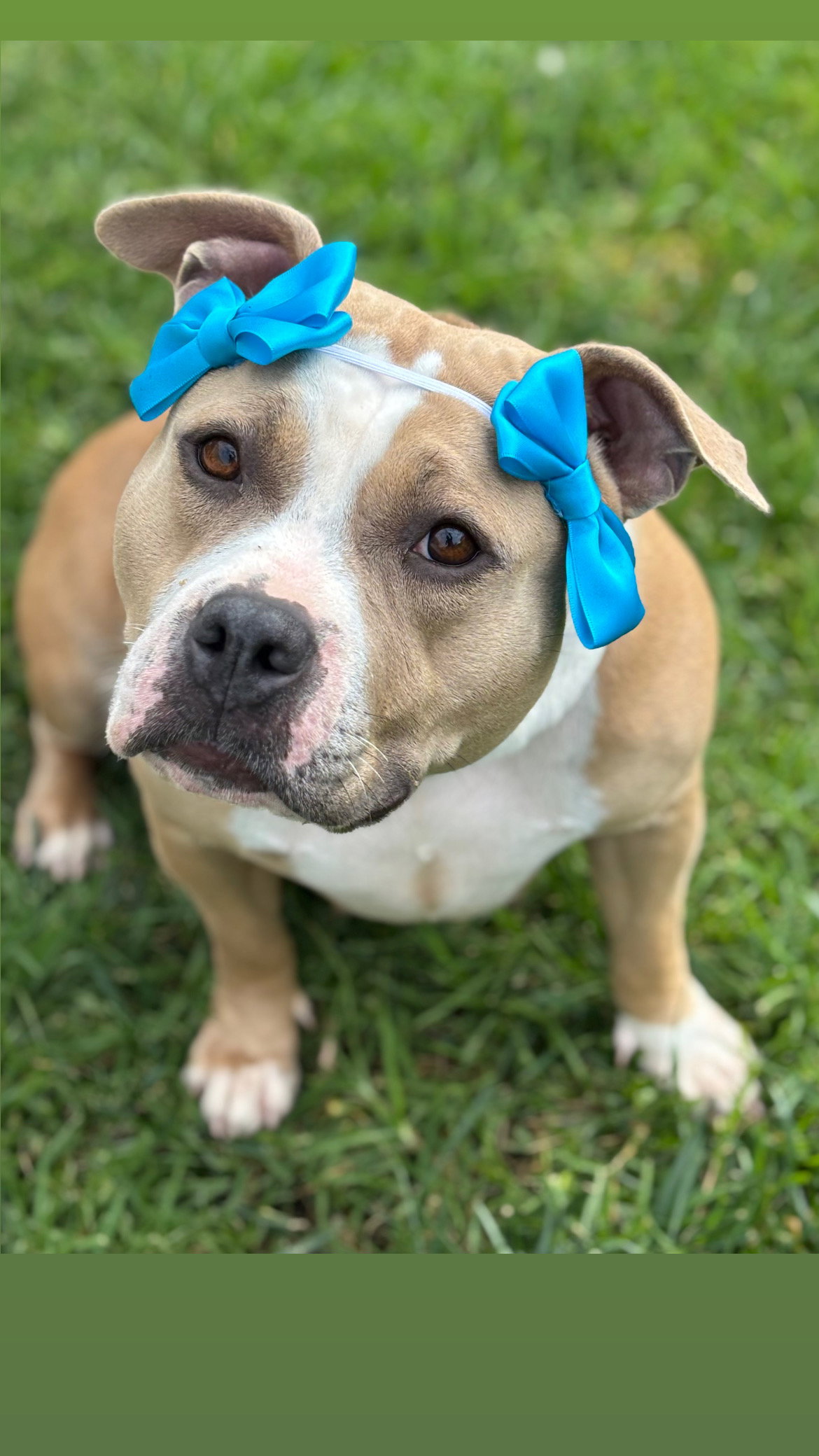 Honey Bear