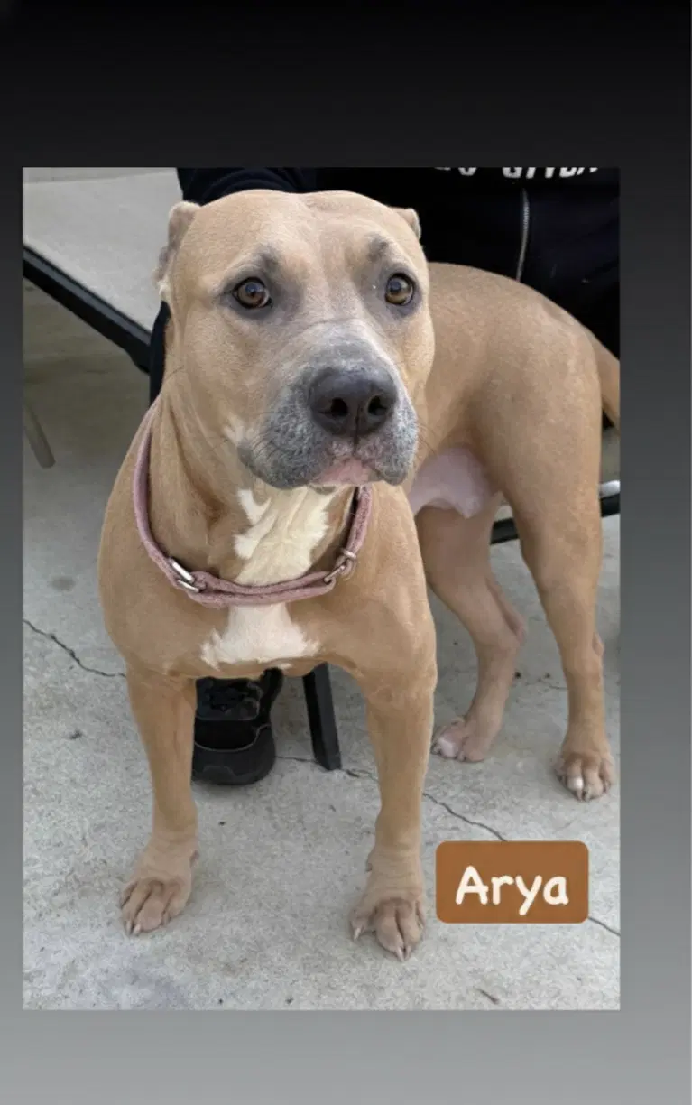 Arya image 4