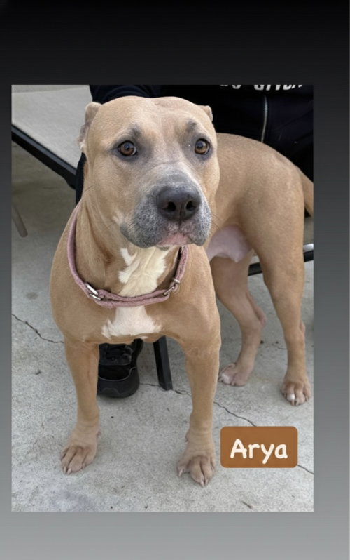 Arya photo 4