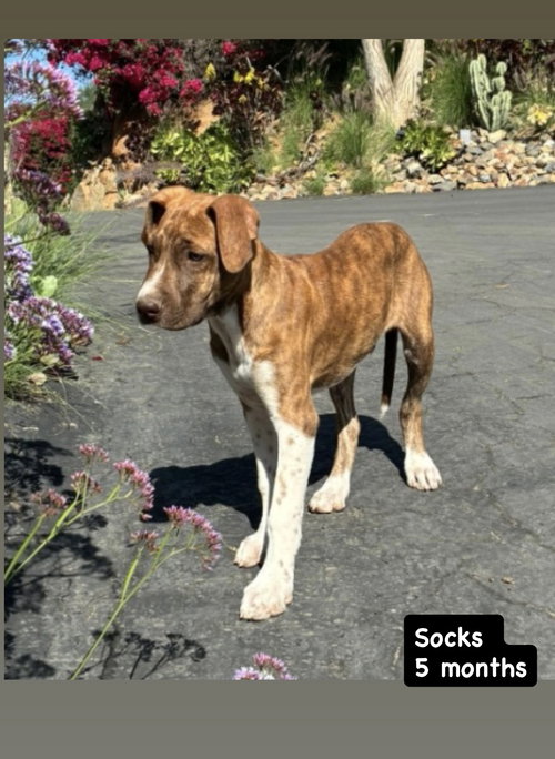 Socks