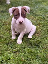 Dolly