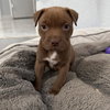 Mocha