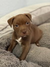 Mocha