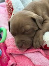 Mocha