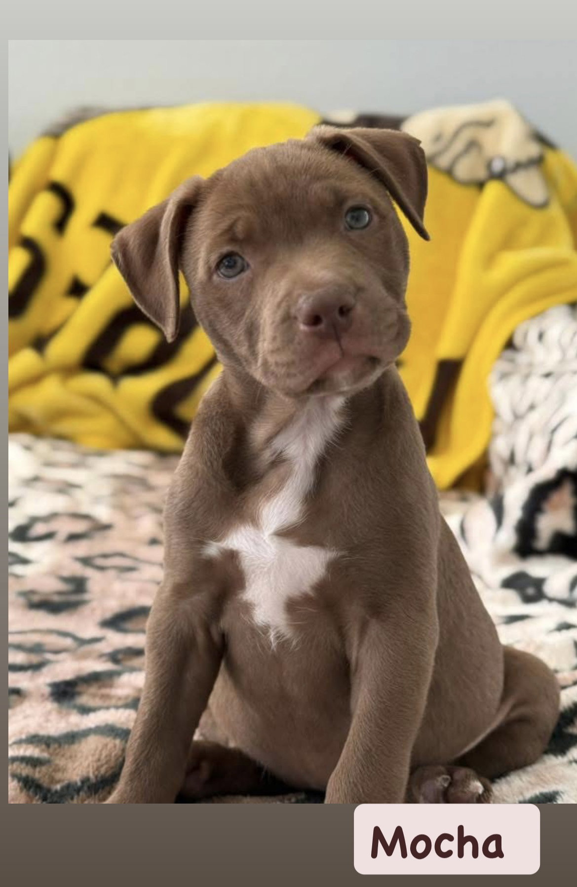 Mocha Image