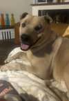 Simba