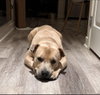 Simba
